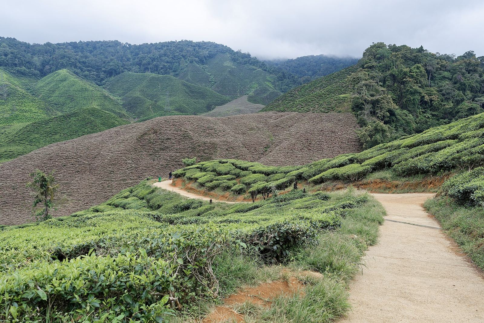 Teeplantage in den Cameron Highlands